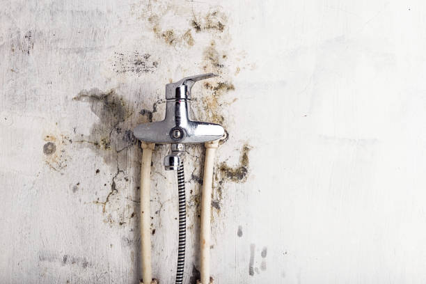 Best Mold Removal Specialists  in Webster Groves, MO