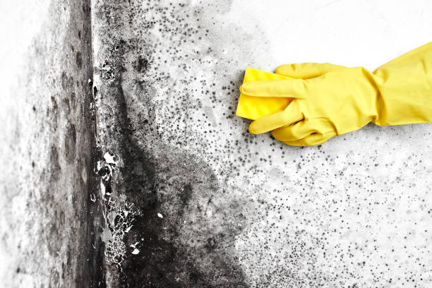Best Local Mold Removal Service  in Webster Groves, MO