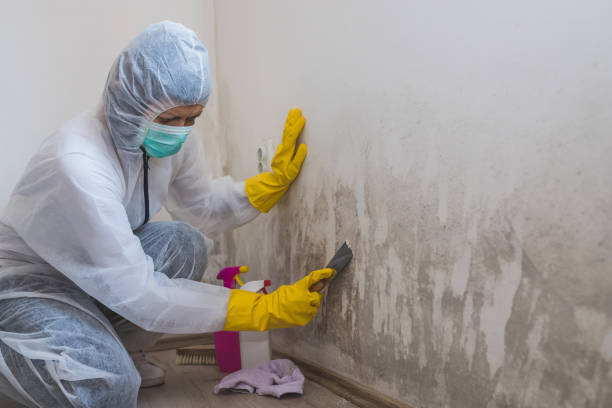 Trusted Webster Groves, MO Mold Removal Experts