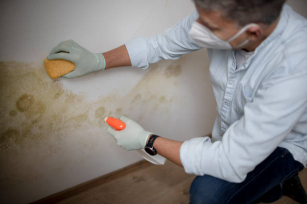 Best Best Mold Removal Companies  in Webster Groves, MO