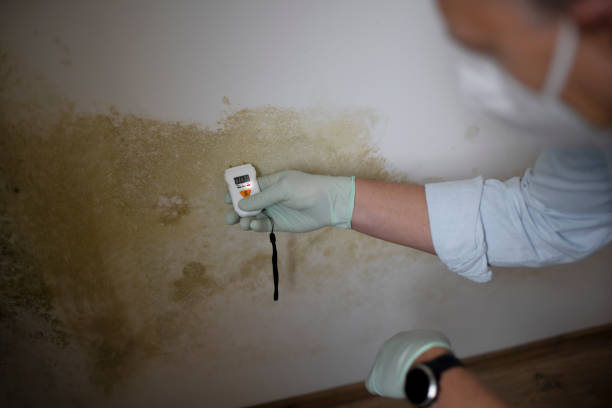 Best Attic Mold Removal  in Webster Groves, MO