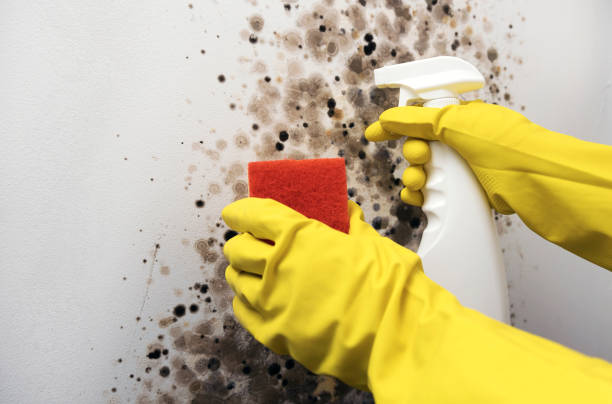 Best Residential Mold Removal  in Webster Groves, MO
