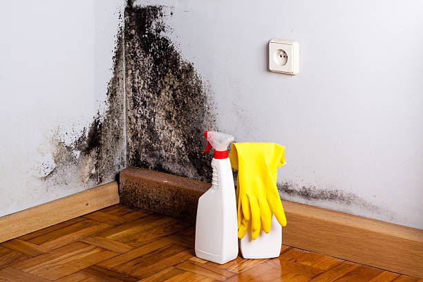 Best Professional Mold Removal  in Webster Groves, MO