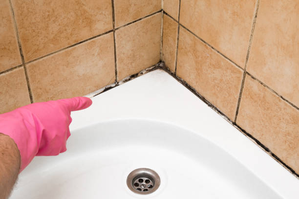 Best Emergency Mold Removal  in Webster Groves, MO